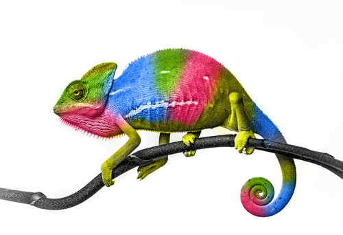chameleon - colors